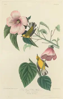 Blue-winged Yellow Warbler, 1827. Creator: Robert Havell