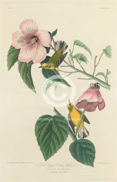 Blue-winged Yellow Warbler, 1827. Creator: Robert Havell.