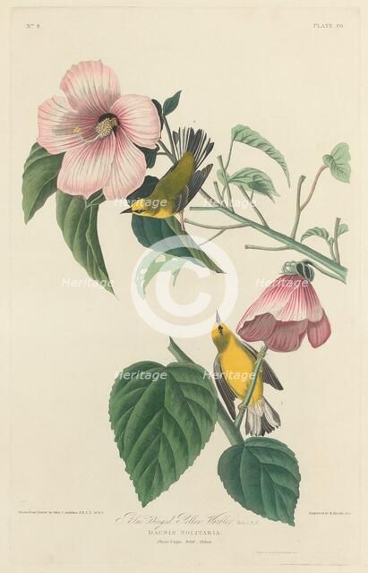 Blue-winged Yellow Warbler, 1827. Creator: Robert Havell.