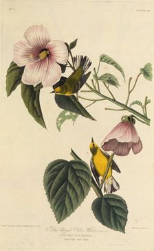 Blue winged yellow warbler. From "The Birds of America", 1827-1838. Creator: Audubon, John James (1785-1851)