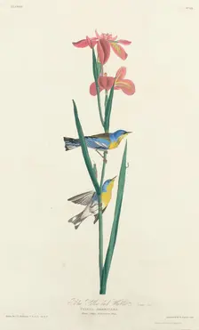 Blue Yellow-backed Warbler, 1827. Creator: Robert Havell