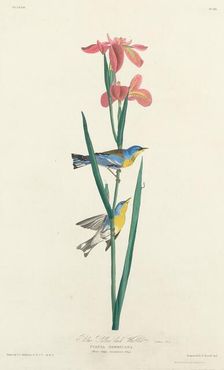 Blue Yellow-backed Warbler, 1827. Creator: Robert Havell
