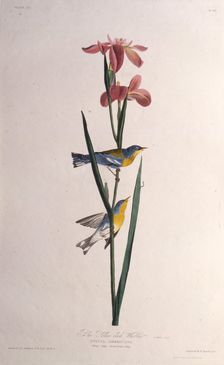 Blue Yellow-backed Warbler. From "The Birds of America", 1827-1838. Creator: Audubon, John James (1785-1851)