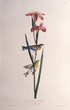 Blue Yellow-backed Warbler. From "The Birds of America", 1827-1838. Creator: Audubon, John James (1785-1851)