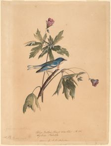 Blue Yellow Back Warbler, 1812. Creator: John James Audubon