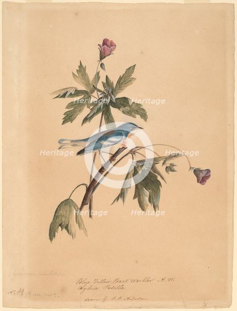 Blue Yellow Back Warbler, 1812. Creator: John James Audubon.