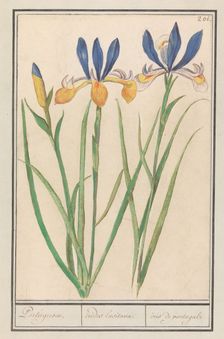 Blue-yellow Iris (Iris sibirica), 1596-1610. Creators: Anselmus de Boodt, Elias Verhulst