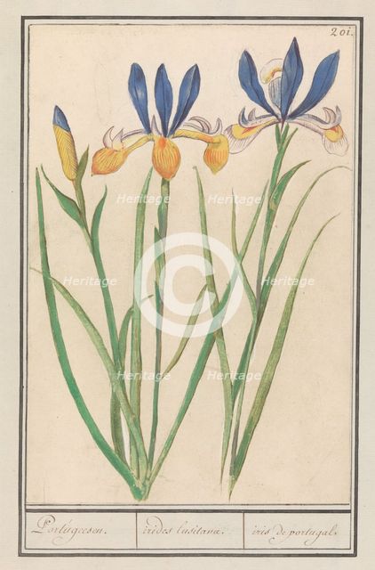 Blue-yellow Iris (Iris sibirica), 1596-1610. Creators: Anselmus de Boodt, Elias Verhulst.