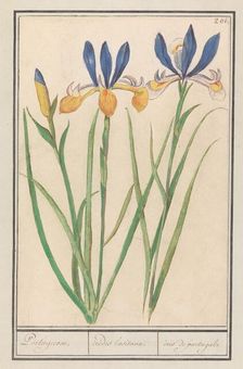 Blue-yellow Iris (Iris sibirica), 1596-1610. Creators: Anselmus de Boodt, Elias Verhulst