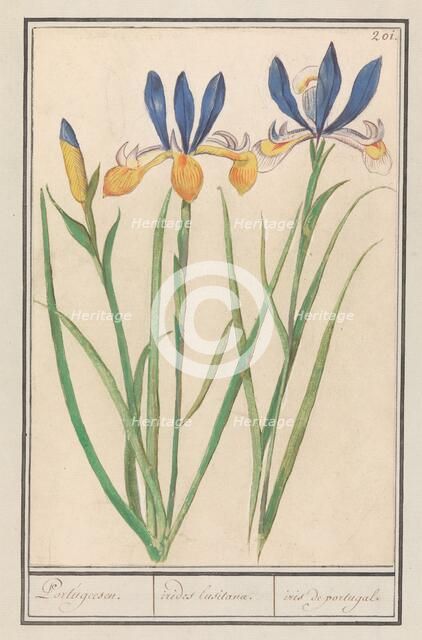 Blue-yellow Iris (Iris sibirica), 1596-1610. Creators: Anselmus de Boodt, Elias Verhulst.