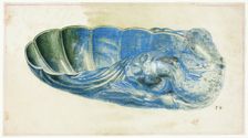 Blue and Green Shell with Dragon's Head, n.d. Creator: Giuseppe Grisoni