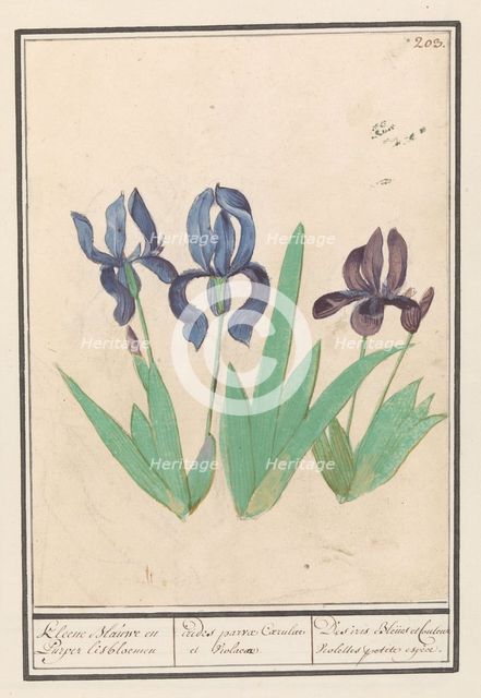 Blue and purple irises (Iris germanica), 1596-1610. Creators: Anselmus de Boodt, Elias Verhulst.