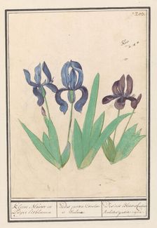 Blue and purple irises (Iris germanica), 1596-1610. Creators: Anselmus de Boodt, Elias Verhulst