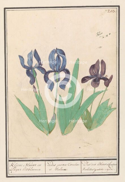 Blue and purple irises (Iris germanica), 1596-1610. Creators: Anselmus de Boodt, Elias Verhulst.