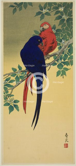 Blue and Red Macaws, n.d. Creator: Shunko.