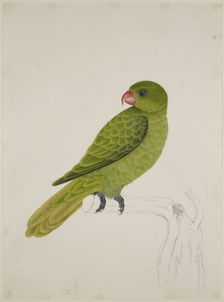 Blue-Backed Parrot, c1824. Creator: J Briois