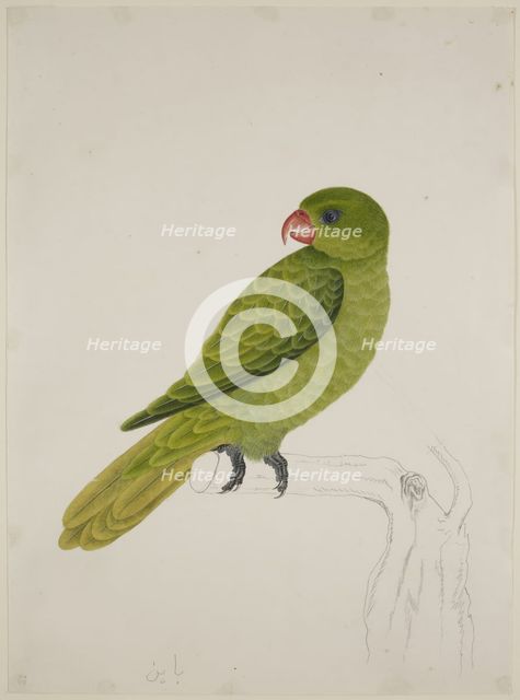 Blue-Backed Parrot, c1824. Creator: J Briois.