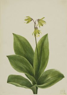 Blue Bead (Clintonia borealis), 1924. Creator: Mary Vaux Walcott