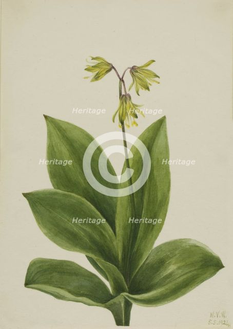 Blue Bead (Clintonia borealis), 1924. Creator: Mary Vaux Walcott.