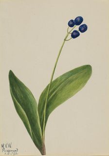 Blue Bead (Clintonia borealis), 1932. Creator: Mary Vaux Walcott