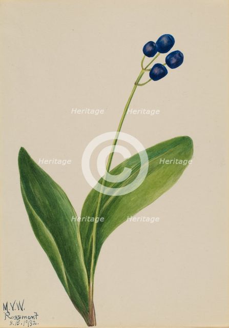 Blue Bead (Clintonia borealis), 1932. Creator: Mary Vaux Walcott.