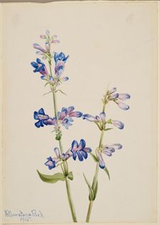 Blue Beard-Tongue (Pentstemon), 1915. Creator: Mary Vaux Walcott