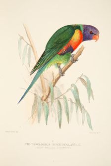 Blue Bellied Lorikeet, pub. 1916 (hand coloured engraving). Creator: Roland Green (1896 - 1972)