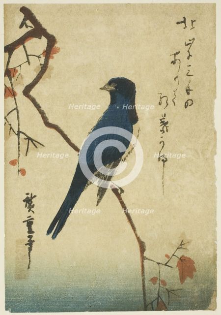 Blue bird on maple branch, n.d. Creator: Ando Hiroshige.