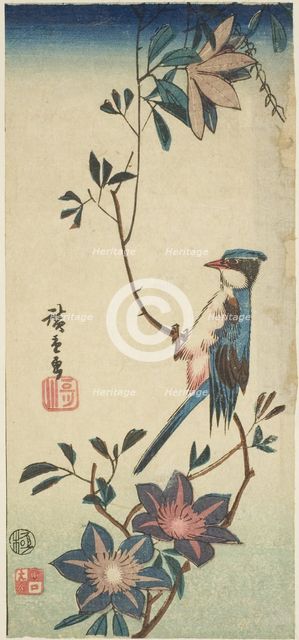 Blue bird on clematis, n.d. Creator: Ando Hiroshige.