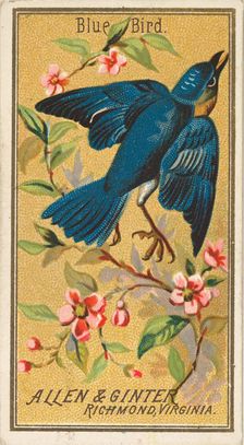 Blue Bird, from the Birds of America series (N4) for Allen & Ginter Cigarettes Brands, 1888. Creator: Allen & Ginter
