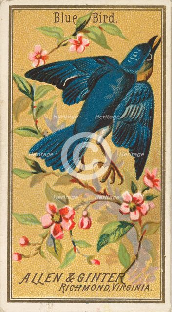 Blue Bird, from the Birds of America series (N4) for Allen & Ginter Cigarettes Brands, 1888. Creator: Allen & Ginter.