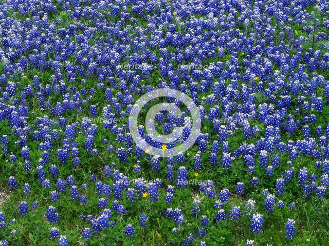 Blue Bonnets. Creator: Tom Artin.