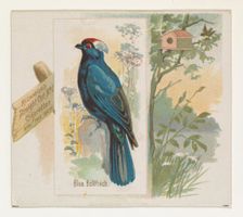 Blue Bullfinch, from the Song Birds of the World series (N42) for Allen & Ginter Cigarette..., 1890. Creator: Allen & Ginter