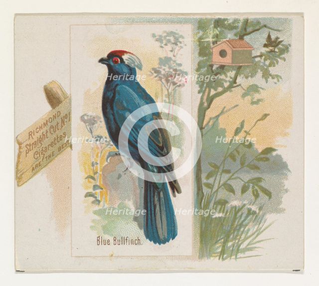Blue Bullfinch, from the Song Birds of the World series (N42) for Allen & Ginter Cigarette..., 1890. Creator: Allen & Ginter.