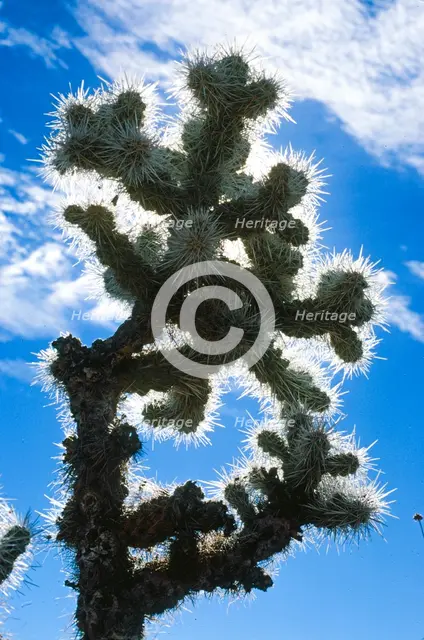 Blue Cactus. Creator: Robert Manno.