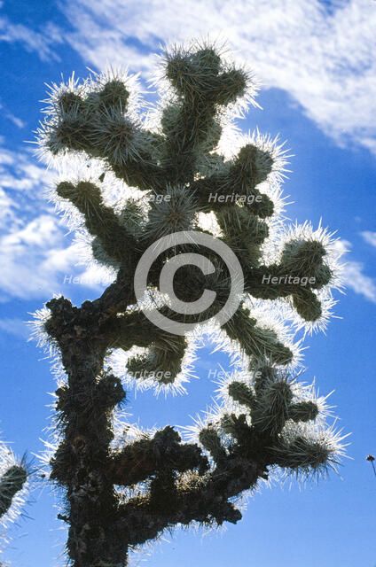 Blue Cactus. Creator: Robert Manno.