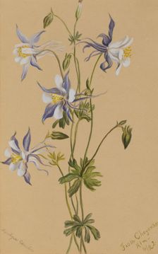 Blue Columbine (Aquilegia caerulea), 1922. Creator: Mary Vaux Walcott