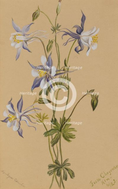 Blue Columbine (Aquilegia caerulea), 1922. Creator: Mary Vaux Walcott.