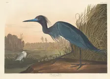 Blue Crane or Heron, 1836. Creator: Robert Havell