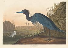 Blue Crane or Heron, 1836. Creator: Robert Havell