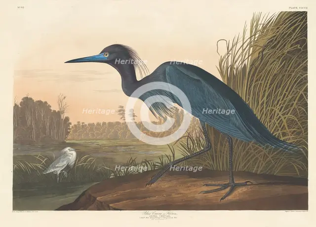 Blue Crane or Heron, 1836. Creator: Robert Havell.