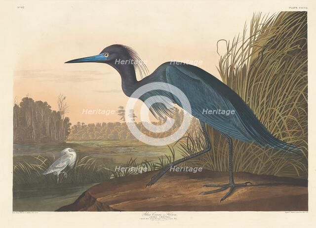 Blue Crane or Heron, 1836. Creator: Robert Havell.