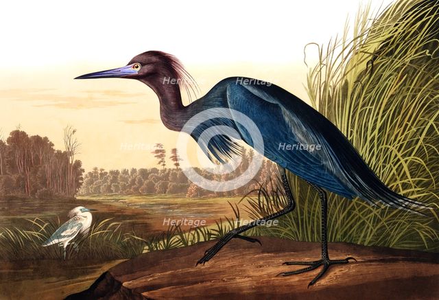 Blue Crane or Heron, Ardea Coerulea, 1845.