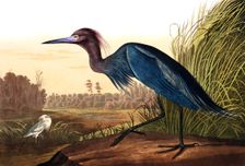 Blue Crane or Heron, Ardea Coerulea, 1845