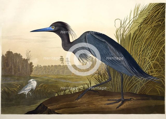 Blue Crane or Heron, Ardea Coerulea, 1845.