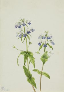 Blue-Eyed Mary (Collinsia verna), 1927. Creator: Mary Vaux Walcott