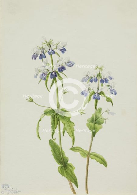 Blue-Eyed Mary (Collinsia verna), 1927. Creator: Mary Vaux Walcott.