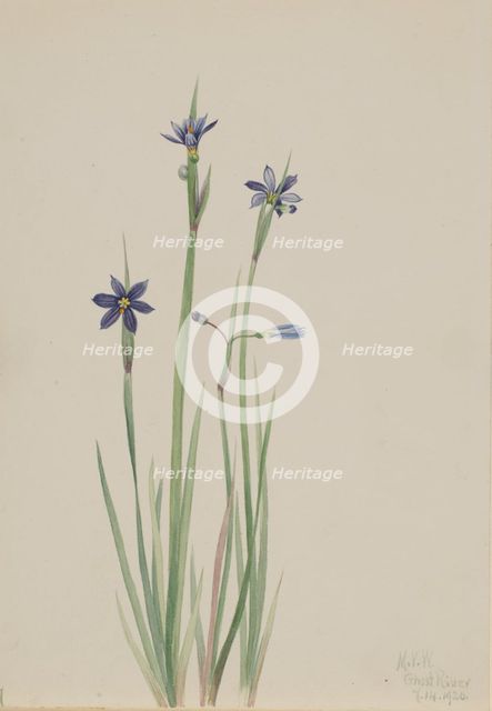 Blue-eyed-grass (Sisyrinchium angustifolium), 1920. Creator: Mary Vaux Walcott.