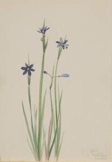 Blue-eyed-grass (Sisyrinchium angustifolium), 1920. Creator: Mary Vaux Walcott