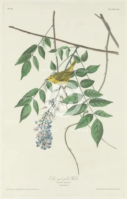 Blue-eyed Yellow Warbler, 1830. Creator: Robert Havell.